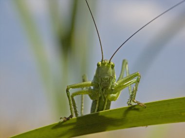 Green grasshopper 1