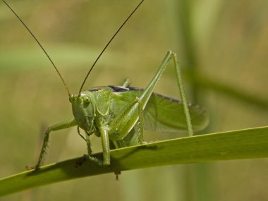 Green grasshopper 2 clipart