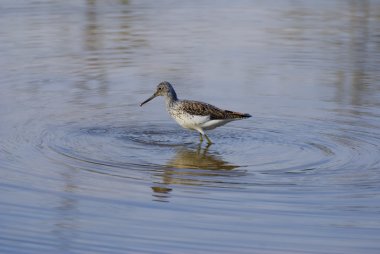 Common greenshank 1