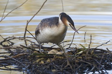 Great crested grebe 1 clipart