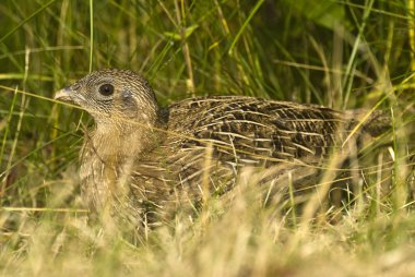 Young partridge 2 clipart