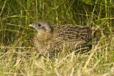 Young partridge 1 clipart