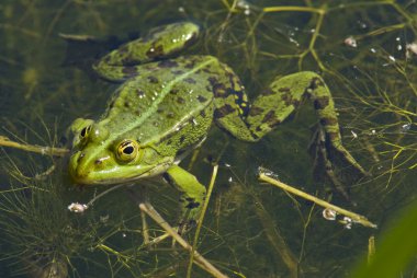Pond Frog 1 clipart