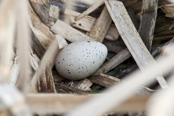 Egg of a coot — Stock Photo, Image