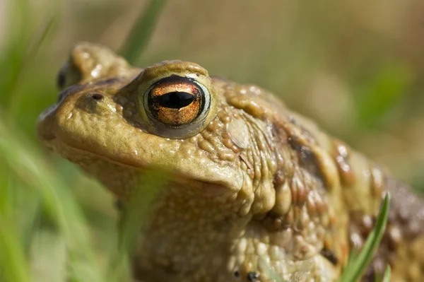 Обыкновенная жаба 1 — стоковое фото