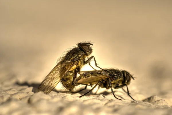 A pair of flys — Stock Photo, Image
