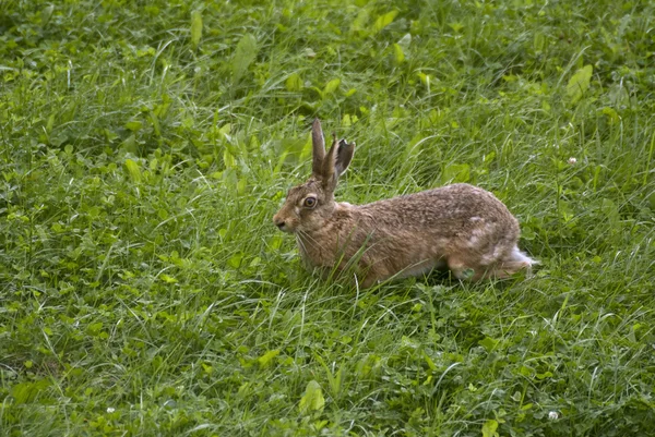 Kaninchen 2 — Stockfoto
