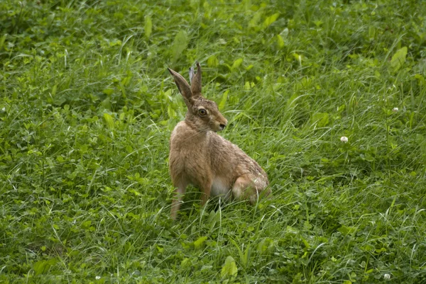 Kaninchen 1 — Stockfoto