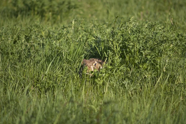 隠されたウサギ — ストック写真