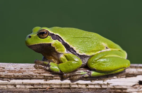 Tree Frog 2 — Stock Photo, Image