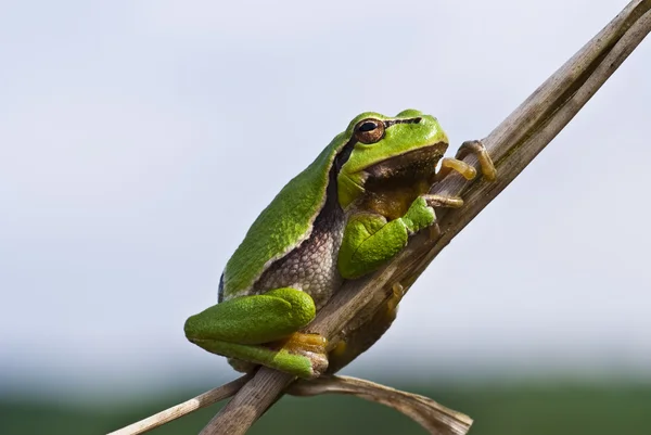 Tree Frog 1 — Stock Photo, Image