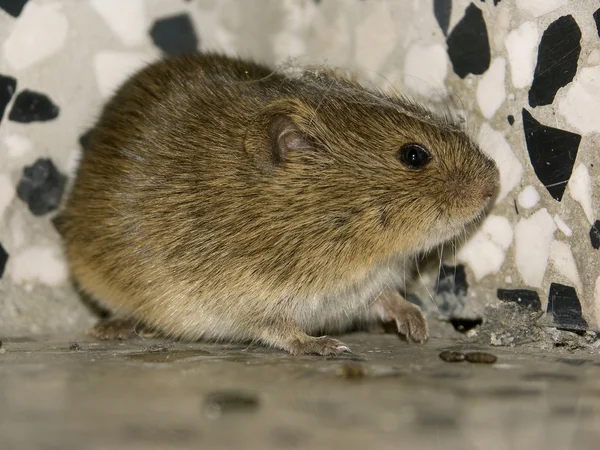 Eine Maus 2 — Stockfoto