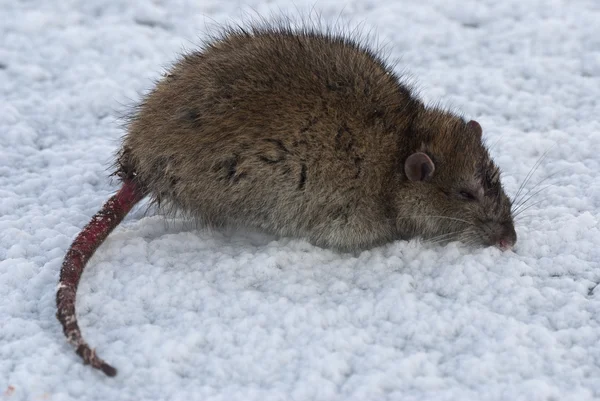 Ratte im Schnee — Stockfoto