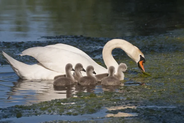 Swan familie 2 — Stockfoto