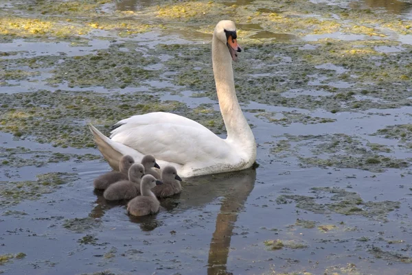 Swan familie 1 — Stockfoto