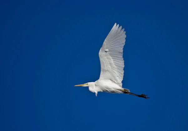 Літаючих біла чапля — стокове фото