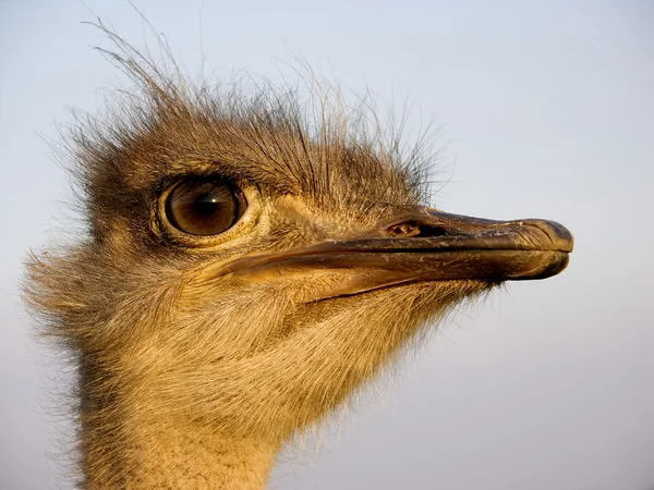 Ostrich 1 — Stock Photo, Image