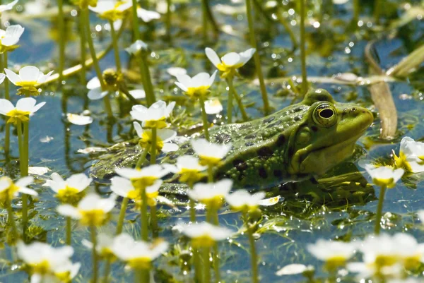 Staw żaba 3 — Zdjęcie stockowe