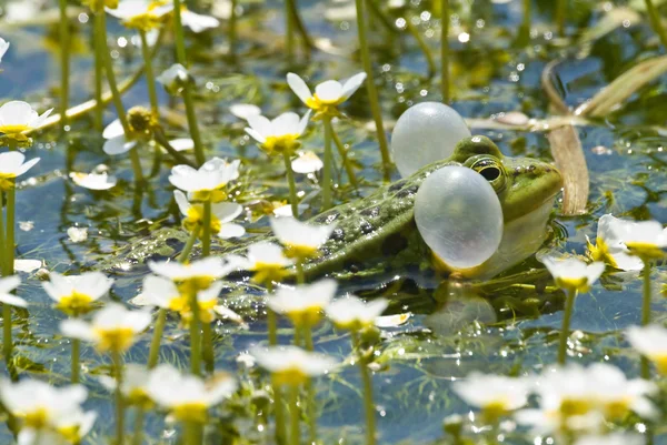 カエルの池 2 — ストック写真