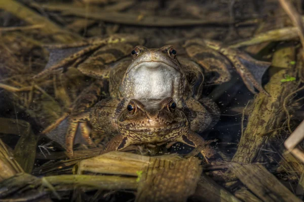 Травяная лягушка — стоковое фото