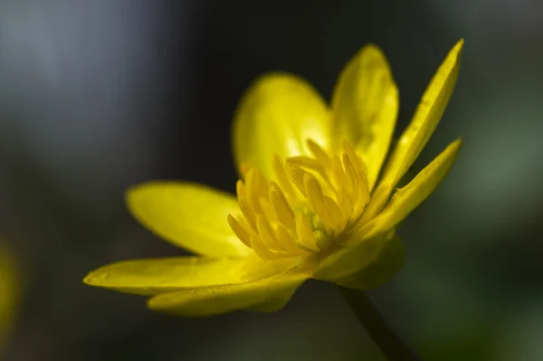 stock image Lesser celandine 5