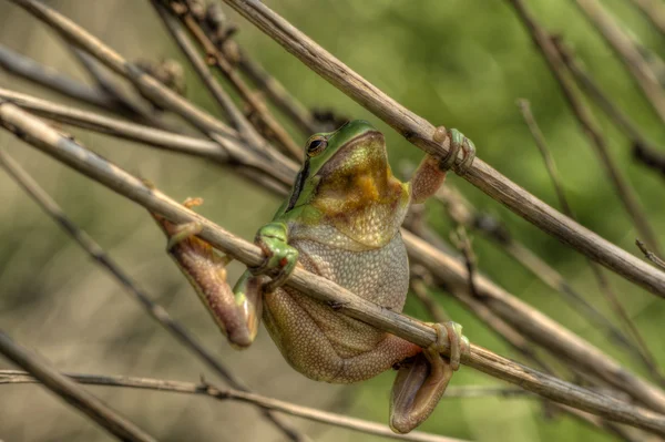 ツリー frog1 — ストック写真