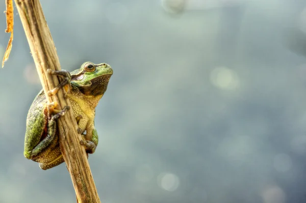 Древесная лягушка 3 — стоковое фото