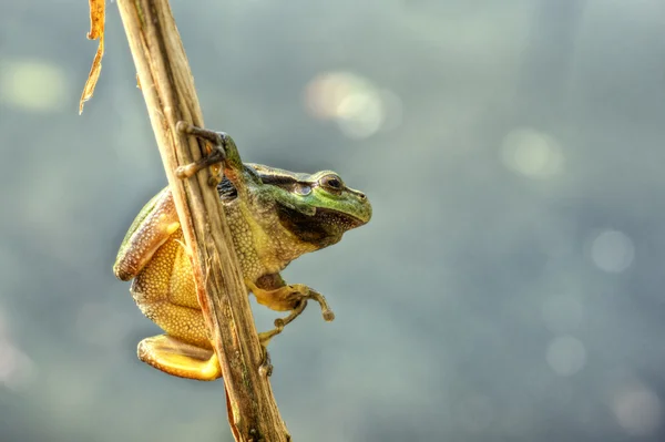 Tree frog 4 — Stock Photo, Image