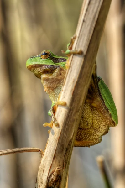 Tree frog 5 — Stock Photo, Image