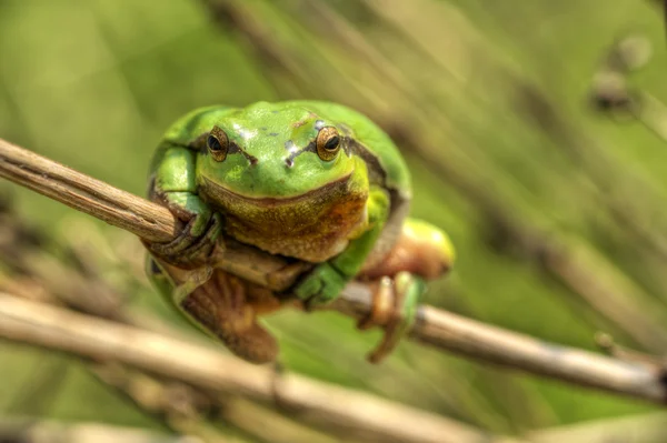 Tree frog 6 — Stock Photo, Image