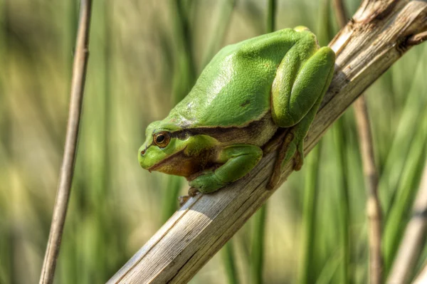 나무 개구리 7 — 스톡 사진