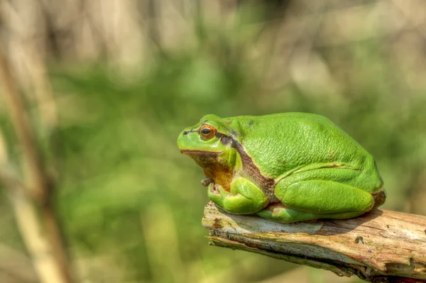 나무 개구리 8 — 스톡 사진