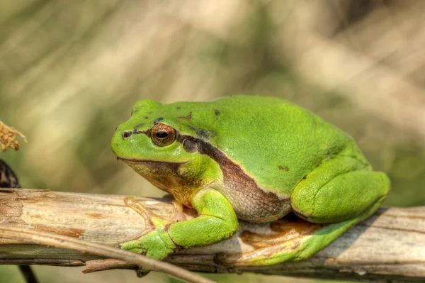 Tree frog 9 — Stock Photo, Image