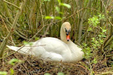 Mute swan 2011 1