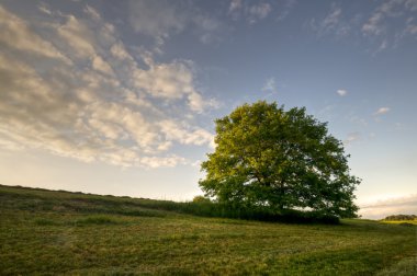 Oak on a field 1 clipart