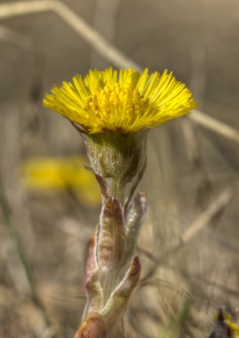 Coltsfoot 1