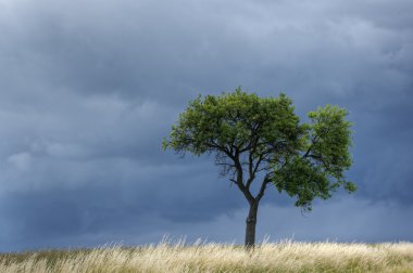 yol kenarında tarafından Tree