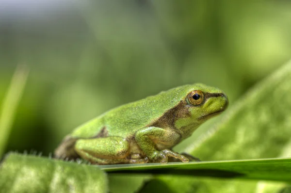 Tree frog 13 — Stock Photo, Image