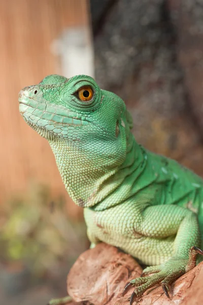 stock image Green Iguana