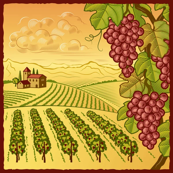Lanskap kebun anggur - Stok Vektor