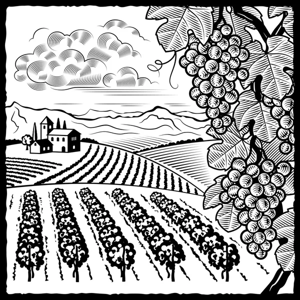 Vineyard landscape black and white — Stock Vector