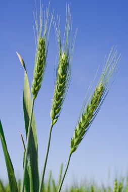 Spikelets against the blue sky clipart