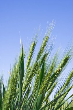 Spikelets against the blue sky clipart