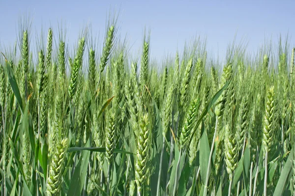 Getreide. Roggenfeld — Stockfoto