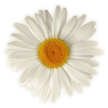 Daisy on a white background clipart