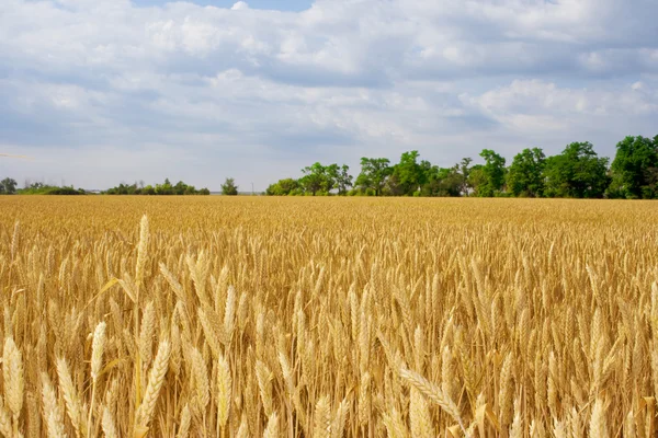 stock image Golden wheat field