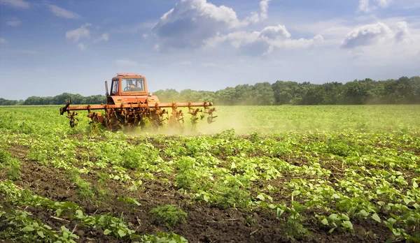 Ukraine.Tractor. Field. Sunflower. Cultivation. — Stock Photo, Image