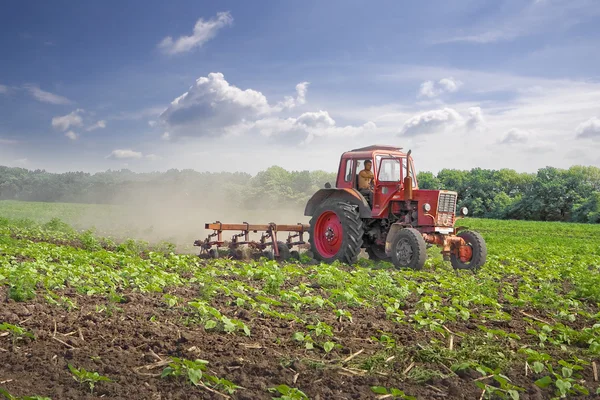 Ukraine.Tractor. Field. Sunflower. Cultivation. — Stock Photo, Image