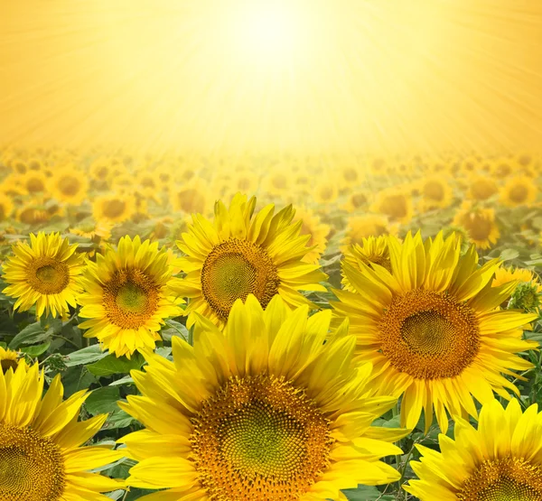 Sonnenblume. Hintergrund. — Stockfoto
