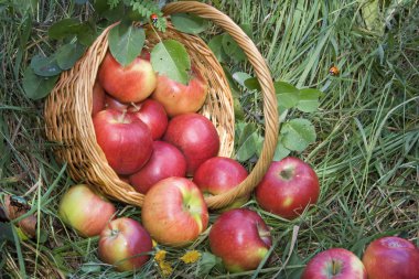 Still life .Apples. clipart